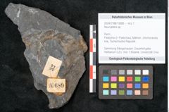 Foto (Objekt + Etikett) von Neuropteris sp.  (NHMW-GEO-2024-0188-10689)